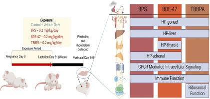 Developmental exposures to common environmental pollutants result in long-term Reprogramming of hypothalamic-pituitary axis in mice