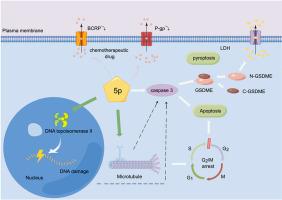 Dual inhibition of topoisomerase II and microtubule of podophyllotoxin derivative 5p overcomes cancer multidrug resistance