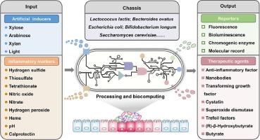 Genetically engineered bacteria as inflammatory bowel disease therapeutics