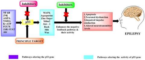 Pervasive expostulation of p53 gene promoting the precipitation of neurogenic convulsions: A journey in therapeutic advancements