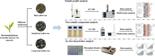 Chemical profile and in-vitro bioactivities of three types of yellow teas processed from different tenderness of young shoots of Huoshanjinjizhong (Camellia sinensis var. sinensis)