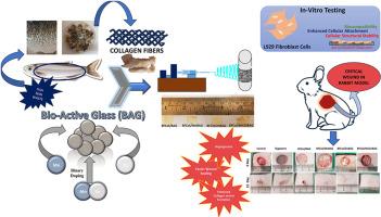 Waste-derived Bhetki Fish (Lates calcarifer) dermal collagen and Mn, Zn doped bioactive glass composite electrospun mats as a synergistic approach to enhance wound healing