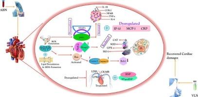 Palliative potential of velutin against abamectin induced cardiac toxicity via regulating JAK1/STAT3, NF-κB, Nrf-2/Keap-1 signaling pathways: An insight from molecular docking