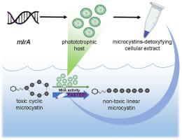 New tools for effective production and long-term stabilization of microcystinase (MlrA) - A biotechnological perspective towards hepatotoxic microcystins remediation