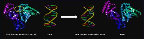 Exploring the binding interaction of Bis-benzimidazoles with BSA and relocation of bound drug from BSA to DNA