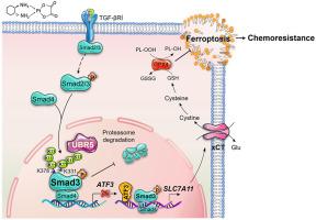 UBR5 mediates colorectal cancer chemoresistance by attenuating ferroptosis via Lys 11 ubiquitin-dependent stabilization of Smad3-SLC7A11 signaling