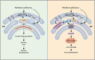 Maternal riboflavin deficiency causes embryonic defects by activating ER stress-induced hepatocyte apoptosis pathway