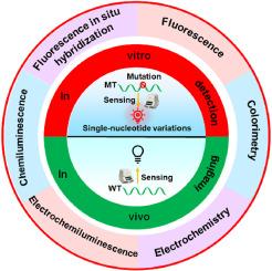 Recent advances in single-nucleotide variant assay: From in vitro detection to in vivo imaging