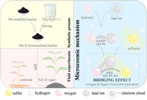 Understanding of manganese-sulfur functionalized biochar: Bridging effect enhanced specific passivation of lead in soil