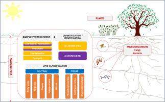 Soil lipid analysis by chromatography: A critical review of the current state in sample preparation