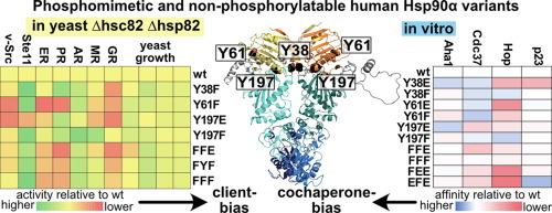 Modification of Regulatory Tyrosine Residues Biases Human Hsp90α in its Interactions with Cochaperones and Clients