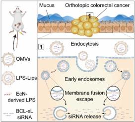 Enhanced cytosolic RNA delivery through early endosome fusion-mediated release via probiotic-derived lipopolysaccharide (LPS)-incorporated vesicles