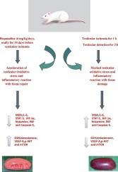 Protective effect of rupatadine on testicular ischemia/reperfusion injury in rats: Modulation of IL-6/STAT3, Akt/ mTOR signaling pathways