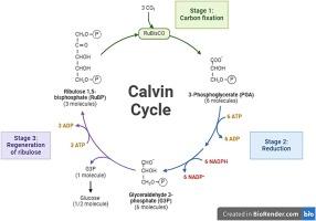 Synthetic biology of metabolic cycles for Enhanced CO2 capture and Sequestration