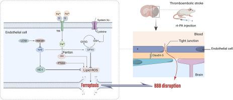 Lipocalin-2 aggravates blood-brain barrier dysfunction after intravenous thrombolysis by promoting endothelial cell ferroptosis via regulating the HMGB1/Nrf2/HO-1 pathway