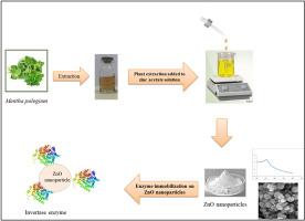 Innovative approaches in invertase immobilization: Utilizing green synthesized zinc oxide nanoparticles to improve biochemical properties