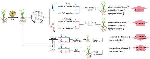 Mycorrhizal and non-mycorrhizal perennial ryegrass roots exhibit differential regulation of lipid and Ca2+ signaling pathways in response to low and high temperature stresses