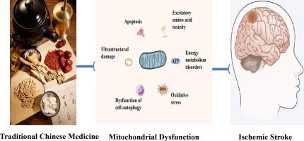 Research progress of traditional Chinese medicine in the treatment of ischemic stroke by regulating mitochondrial dysfunction