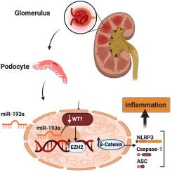 miRNA-193a-mediated WT1 suppression triggers podocyte injury through activation of the EZH2/β-catenin/NLRP3 pathway in children with diabetic nephropathy