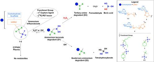 Exploring the pharmaceutical potential of ammonium organotrifluoroborate functional group: Comprehensive chemical, metabolic, and plasma stability evaluation