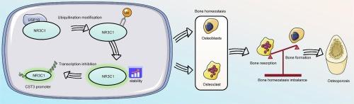 USP10-mediated deubiquitination of NR3C1 regulates bone homeostasis by controlling CST3 expression