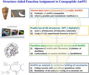 Structure-aided function assignment to the transcriptomic conopeptide Am931