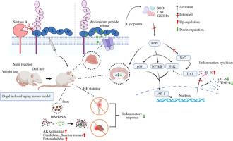 Recombinant protein LPxT-GYLEQ attenuates cognitive impairment by ameliorating oxidative stress in D-galactose-induced aging mice model