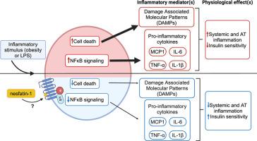 Nesfatin-1 is a regulator of inflammation with implications during obesity and metabolic syndrome