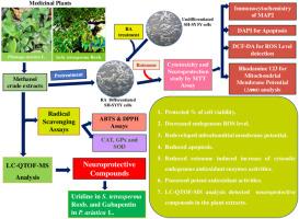 Traditionally used edible medicinal plants protect against rotenone induced toxicity in SH-SY5Y cells-a prospect for the development of herbal nutraceuticals