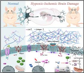 LOX-mediated ECM mechanical stress induces Piezo1 activation in hypoxic-ischemic brain damage and identification of novel inhibitor of LOX