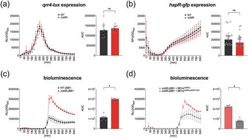 The activity of the quorum sensing regulator HapR is modulated by the bacterial extracellular vesicle (BEV)-associated protein ObfA of Vibrio cholerae