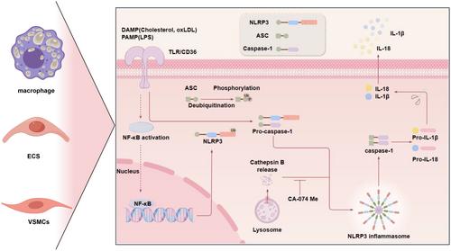 Cathepsin B in cardiovascular disease: Underlying mechanisms and therapeutic strategies