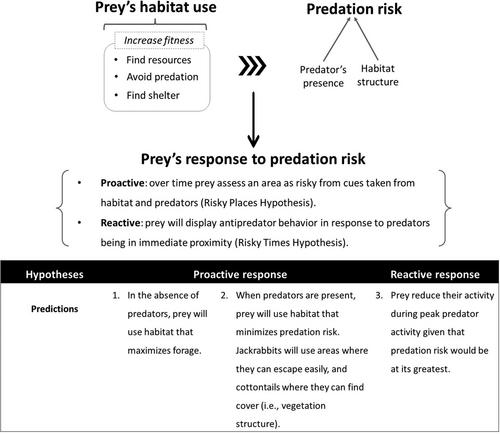 Mesopredators have differing influences on prey habitat use and diel activity in a multipredator landscape