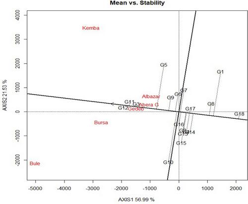 AMMI and GGE biplot analysis for barley genotype yield performance and stability under multi environment condition in southern Ethiopia