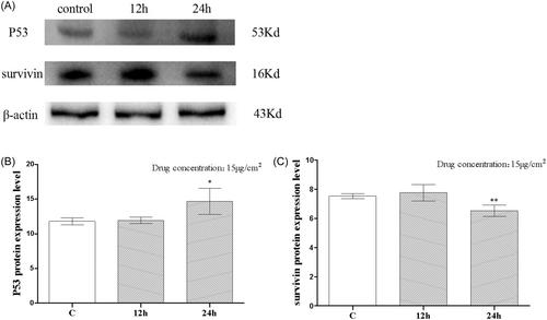 Oxaliplatin activates P53/miR-34a/survivin axis in inhibiting the progression of gastric cancer cells