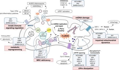 Long-term persistence of mitochondrial dysfunctions after viral infections and antiviral therapies: A review of mechanisms involved