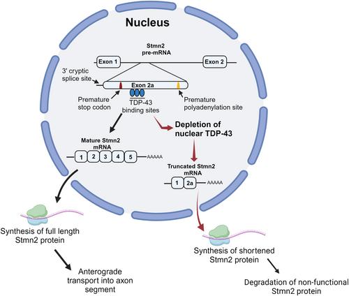 Microtubules, Membranes, and Movement: New Roles for Stathmin-2 in Axon Integrity