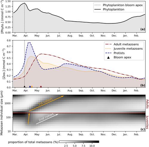 Effects of Mesozooplankton Growth and Reproduction on Plankton and Organic Carbon Dynamics in a Marine Biogeochemical Model