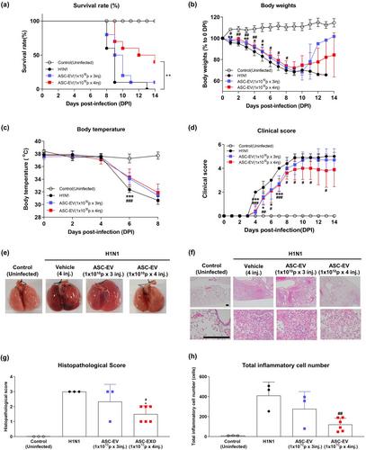 Therapeutic potential of mesenchymal stem cell-derived extracellular vesicles in SARS-CoV-2 and H1N1 influenza-induced acute lung injury