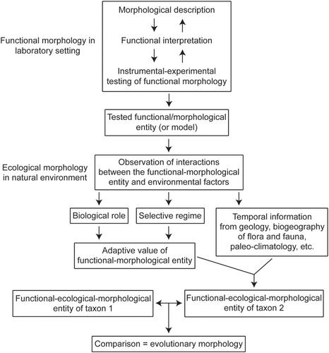 Reconstructive evolutionary morphology: Tracing the historical process of modifications of complex systems driven by natural selection through changing ecological conditions