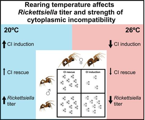 Warm temperature inhibits cytoplasmic incompatibility induced by endosymbiotic Rickettsiella in spider hosts