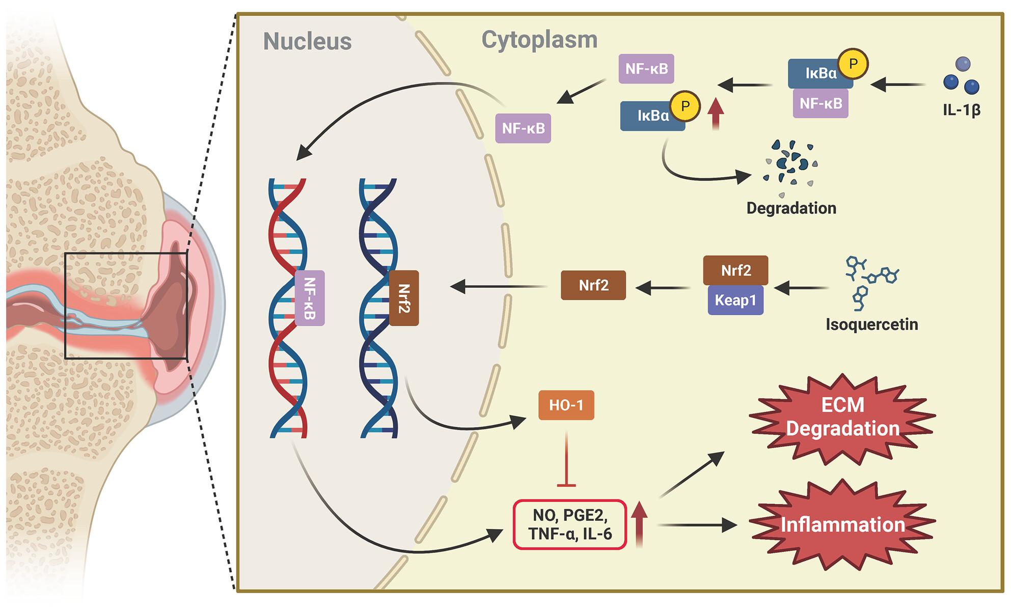 Isoquercetin Ameliorates Osteoarthritis via Nrf2/NF-κB Axis: An In Vitro and In Vivo Study