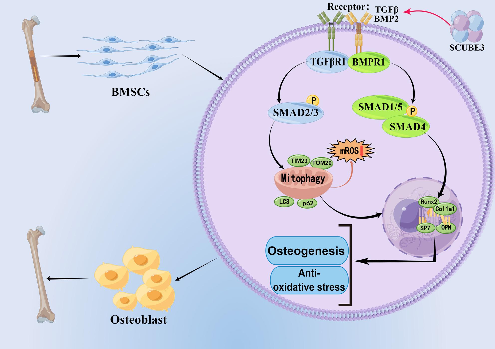 SCUBE3 promotes osteogenic differentiation and mitophagy in human bone marrow mesenchymal stem cells through the BMP2/TGF-β signaling pathway