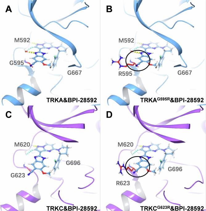 BPI-28592 as a novel second generation inhibitor for NTRK fusion tumors