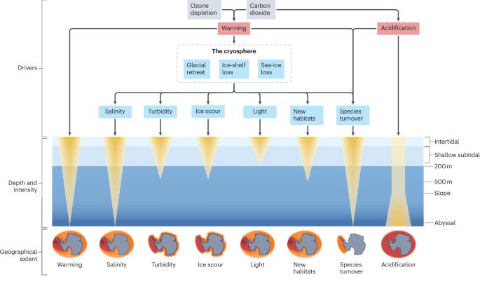 Antarctic benthic ecological change