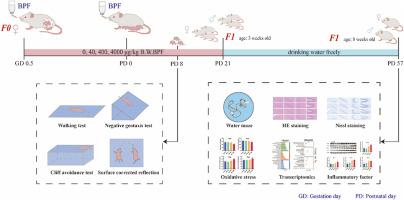 Neurotoxic effects of perinatal exposure to Bisphenol F on offspring mice