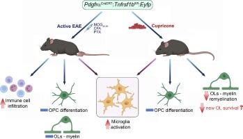 TNFR2 signaling in oligodendrocyte precursor cells suppresses their immune-inflammatory function and detrimental microglia activation in CNS demyelinating disease