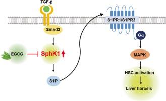 An inducible sphingosine kinase 1 in hepatic stellate cells potentiates liver fibrosis