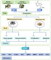 A TCM formula assists temozolomide in anti-melanoma therapy by suppressing the STAT3 signaling pathway