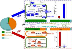 Regulatory mechanism of antioxidant enzymes on microbial metabolism and NADH in anaerobic fermentation of food waste for hydrogen production